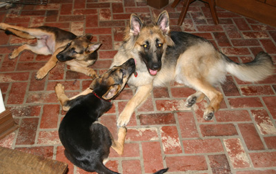 Hannah von Lancaster with pups